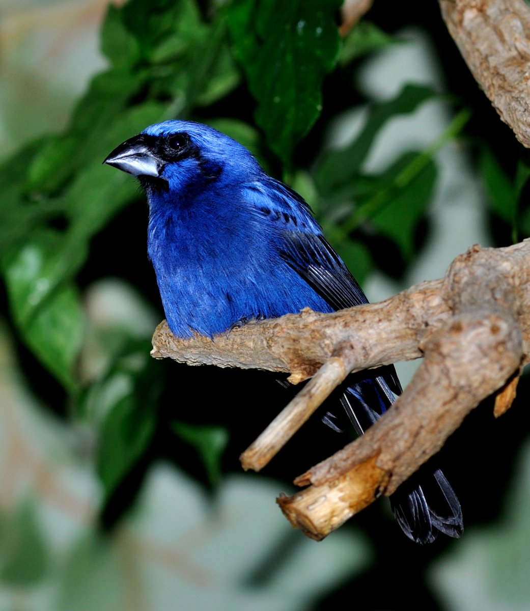 Ультрамарин в