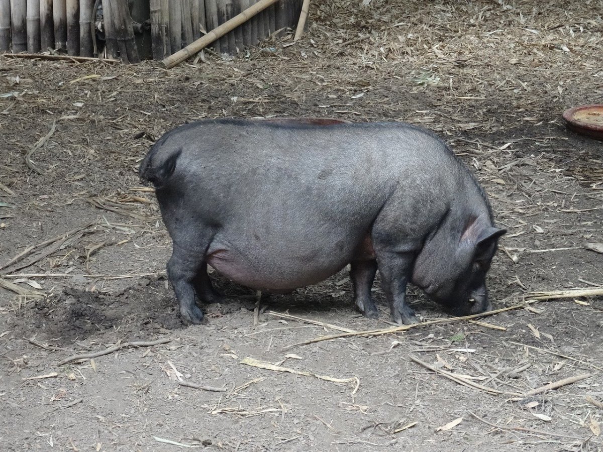 Черная свинья