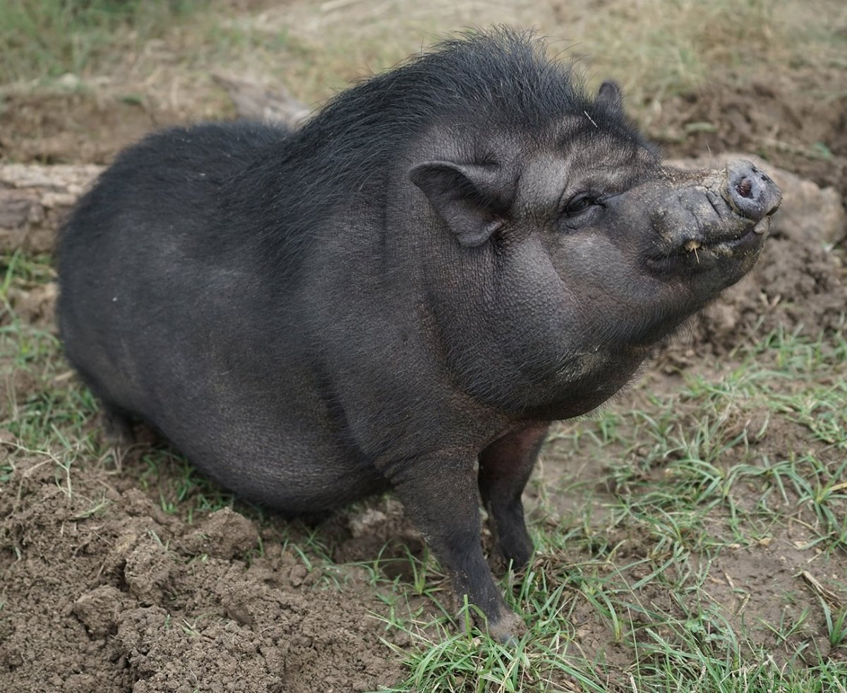 Вьетнамский вислобрюхий поросенок