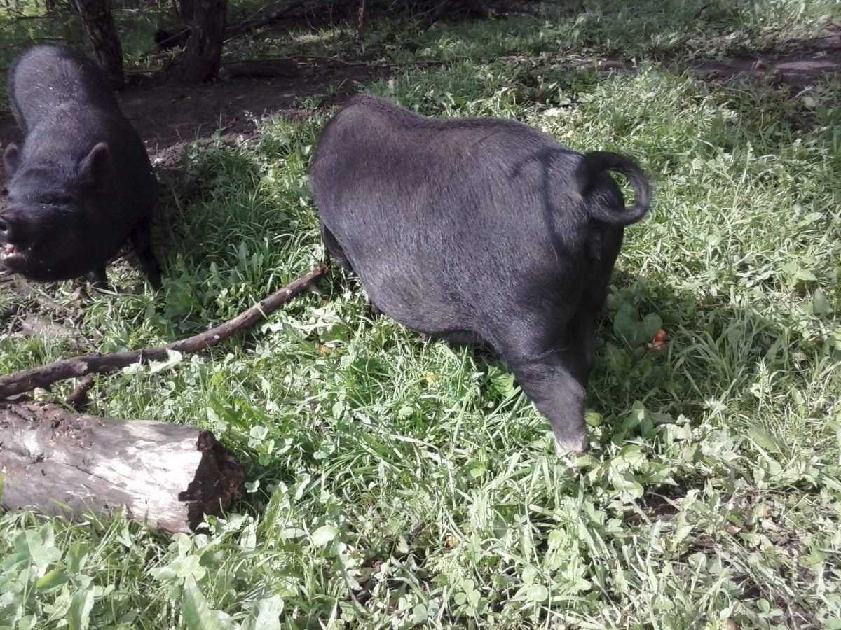 13 Медведей Вьетнамская вислобрюхая свинья и енот