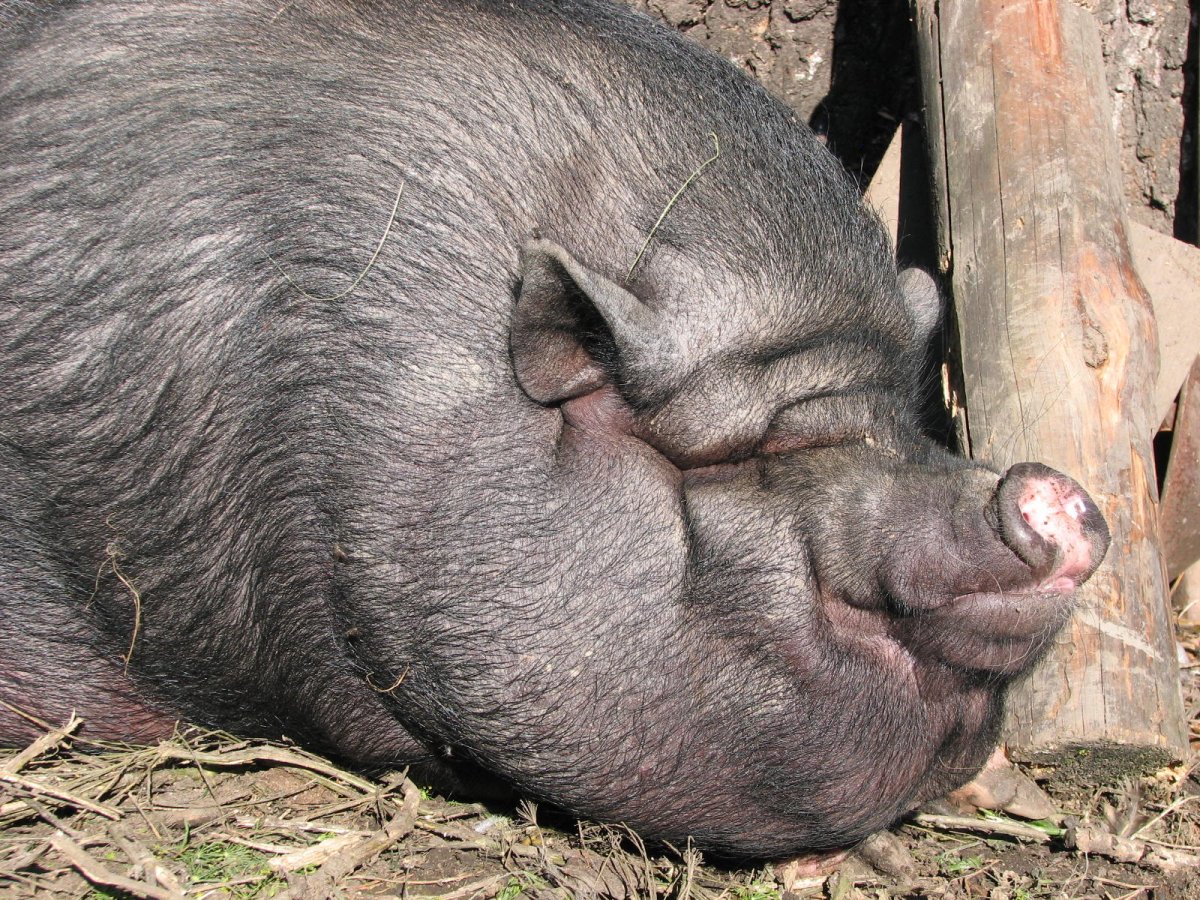 Вьетнамские вислобрюхие свиньи вес