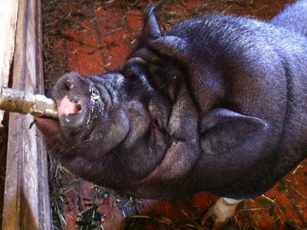 Вьетнамский вислобрюхий поросенок