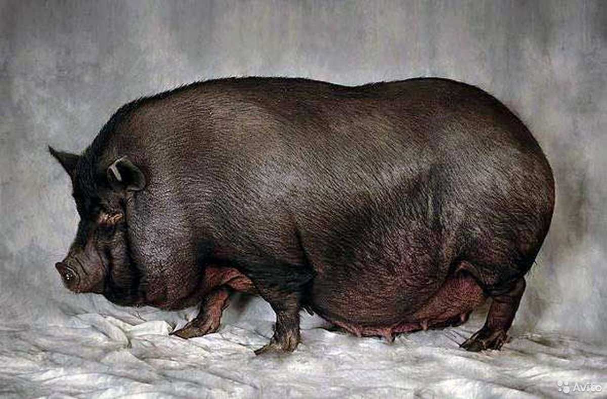 Порода свиней Вьетнамская вислобрюхая