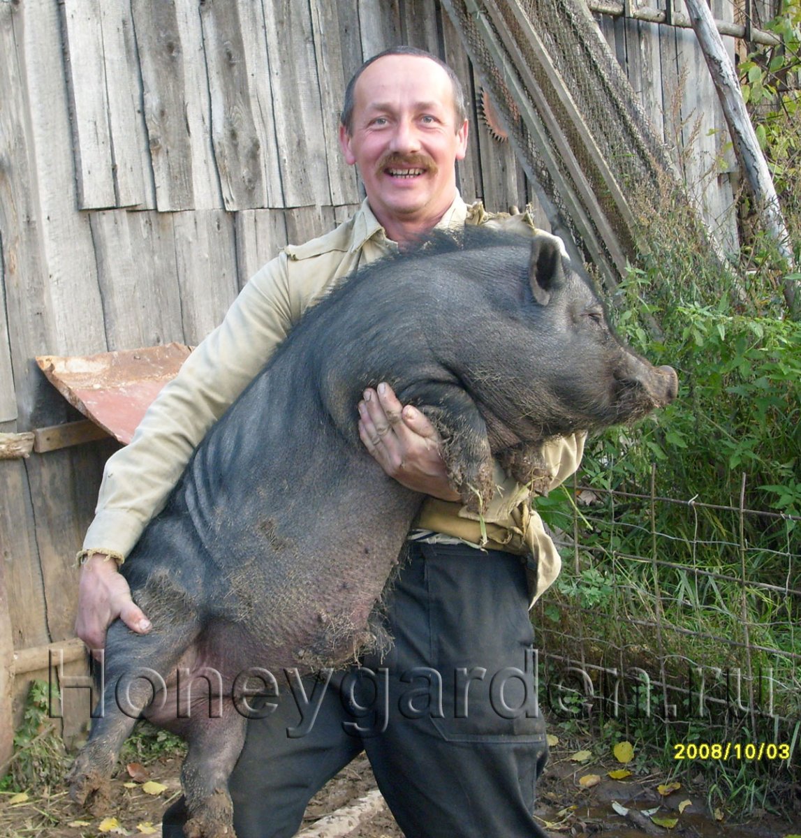 Вьетнамские вислобрюхие свиньи вес