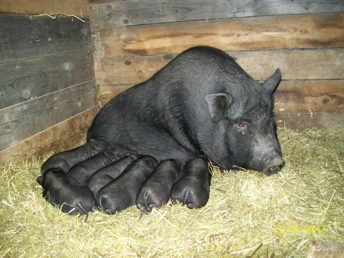 Вьетнамские поросята Керри