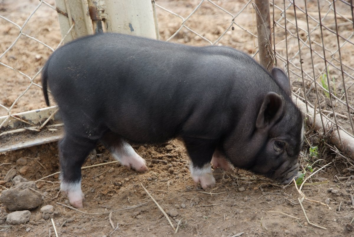 Вьетнамские вислоухие поросята