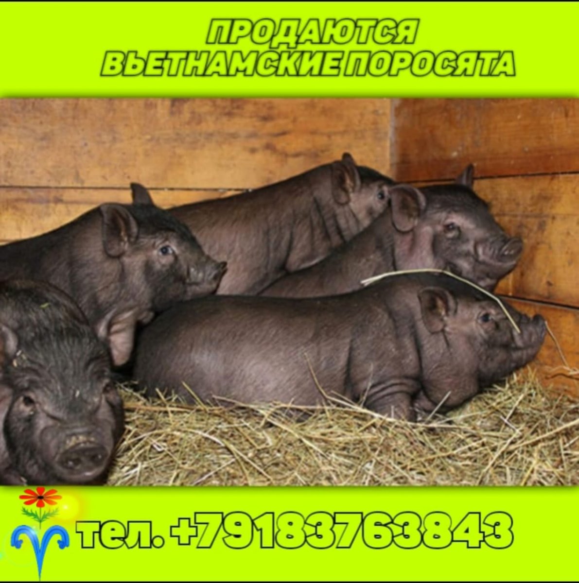 Вьетнамский поросенок с диким