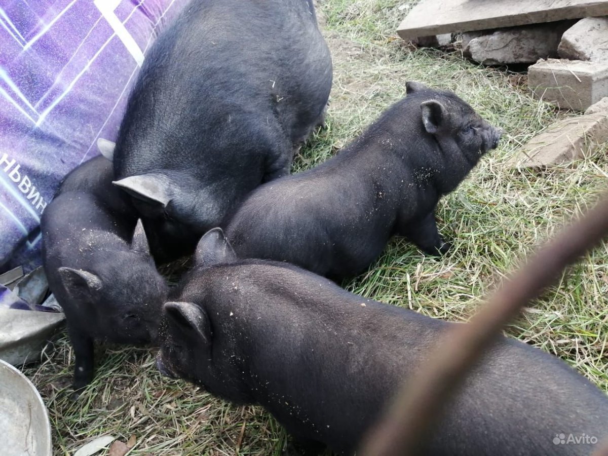 Вьетнамская вислобрюхая свинья на траве