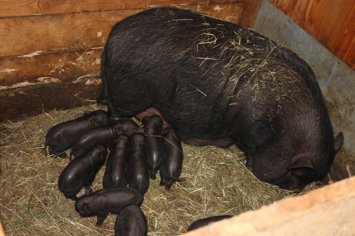 Поросята черные вьетнамские