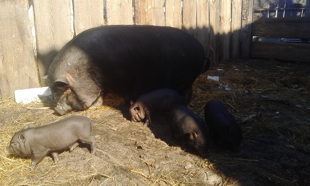Вьетнамские вислобрюхие поросята 2 месяца