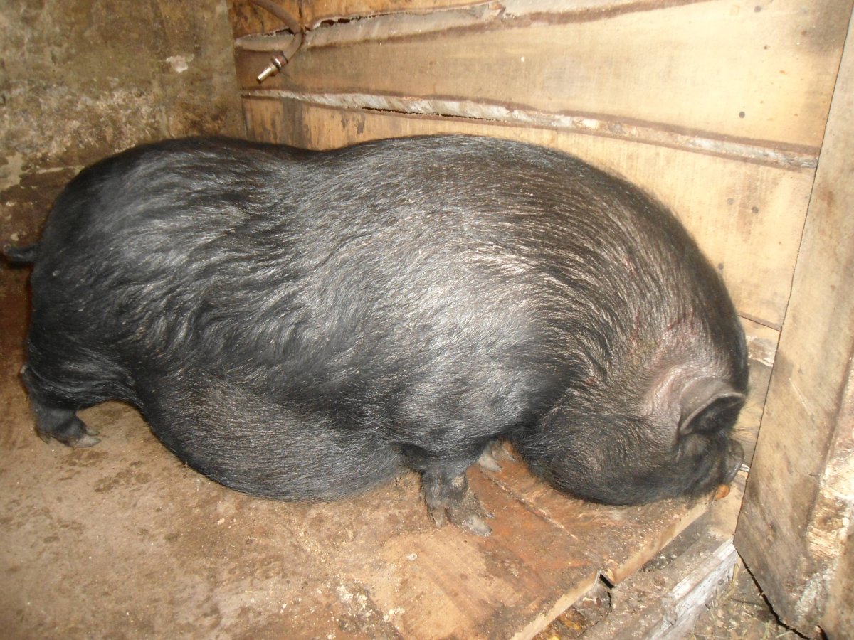 Британская вислобрюхая свинья