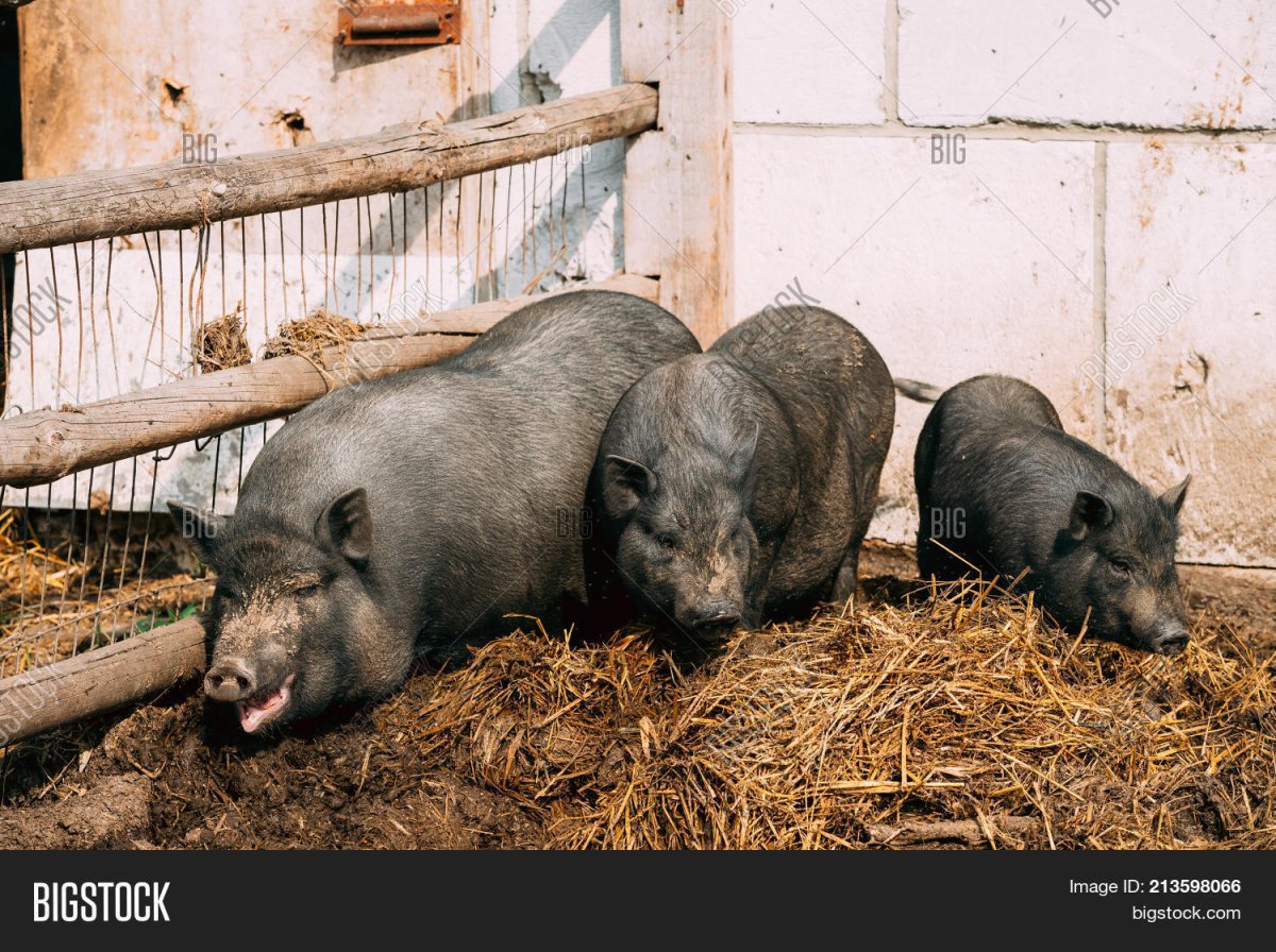 Содержание черных свиней