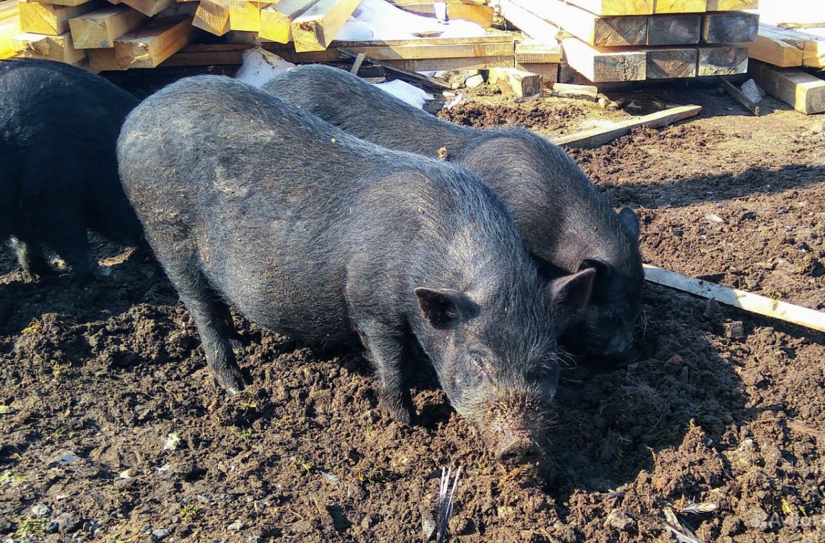 Вислобрюхие поросята 4 месяц фото