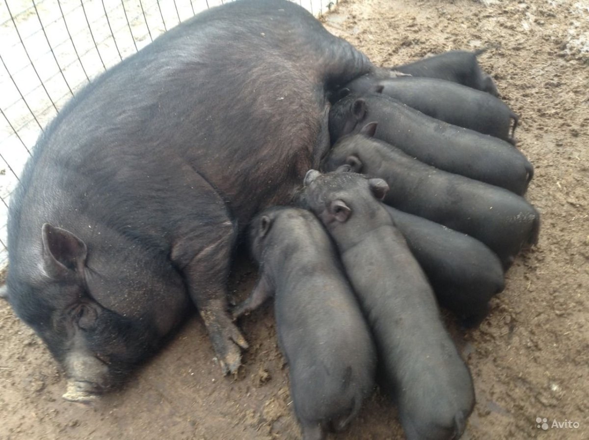 Вьетнамская вислобрюхая свинья