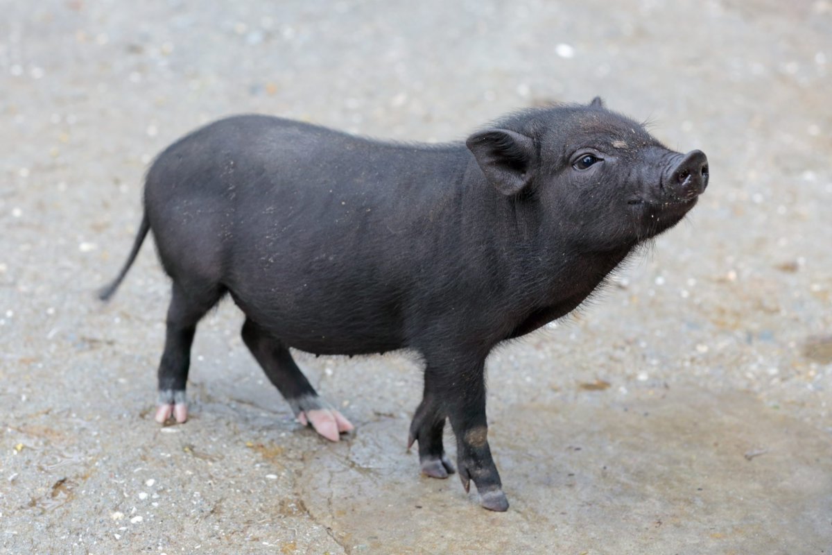 Маленькие черные поросята порода