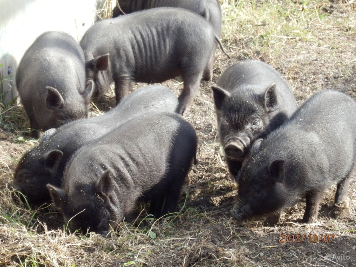 Вьетнамские поросята Керри