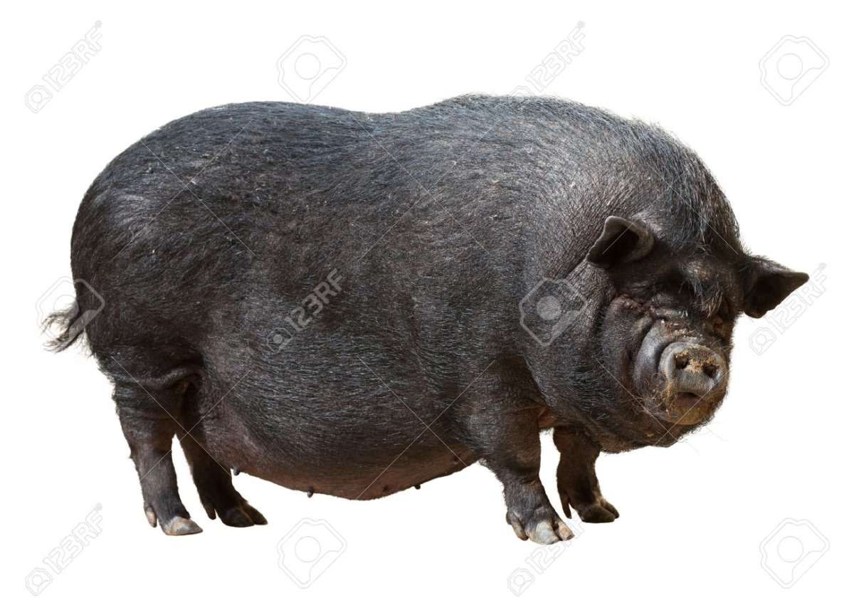 Черная свинья на белом фоне