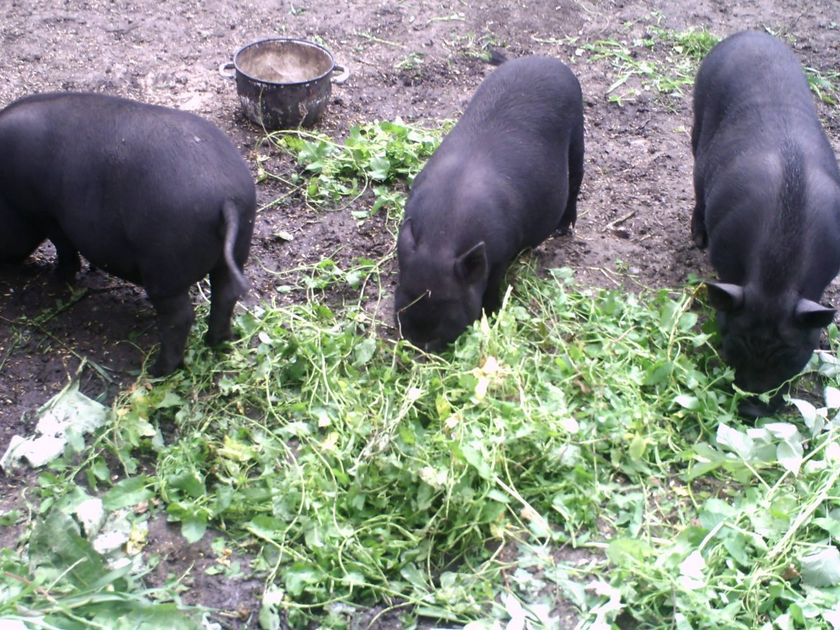 Вьетнамские вислоухие поросята
