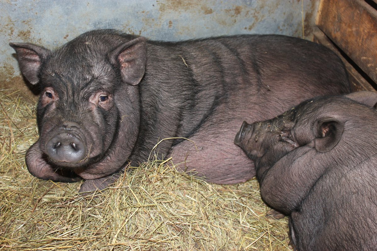 Порода свиней Вьетнамская вислобрюхая