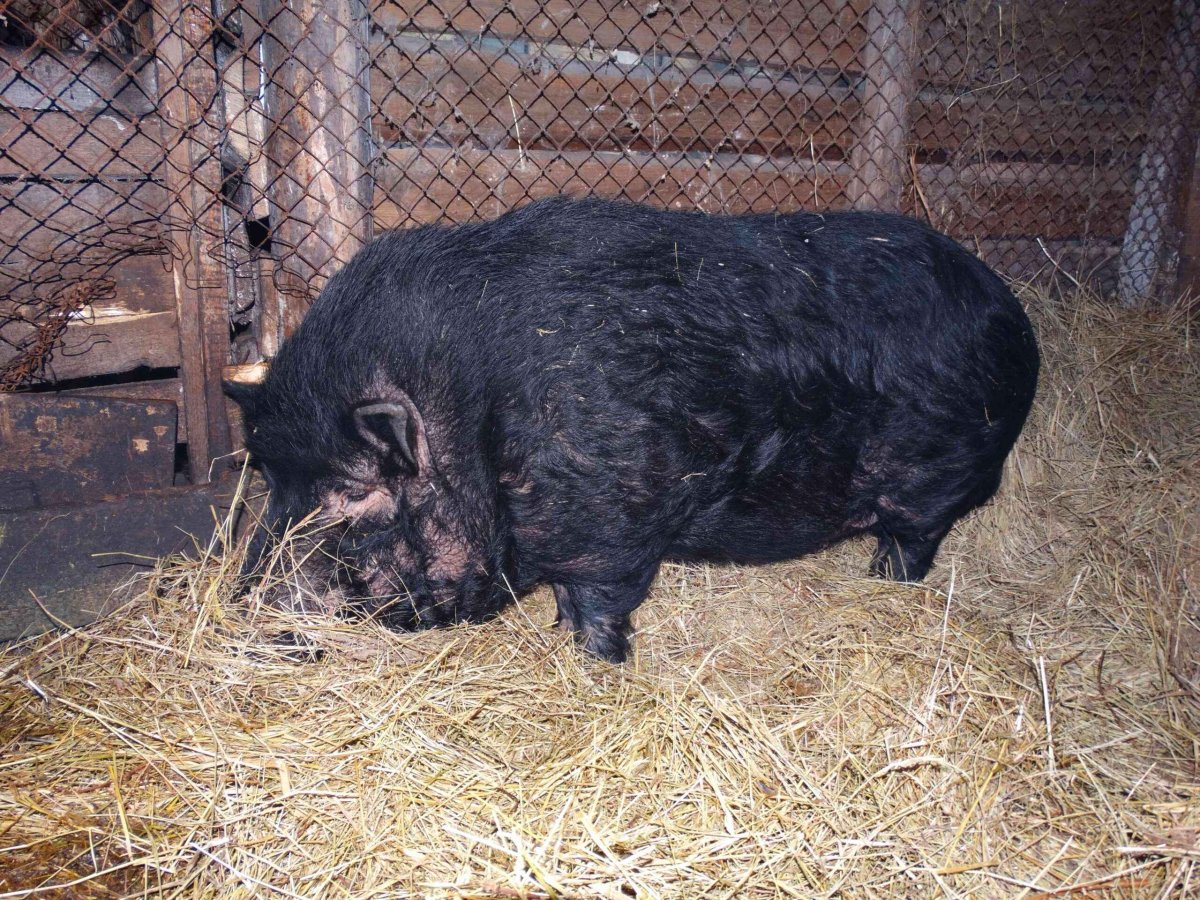 Разведение вьетнамских свиней