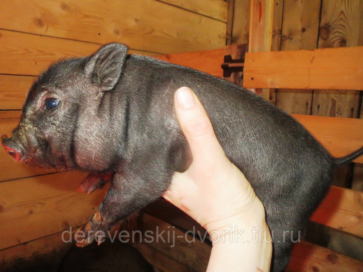 Вьетнамская вислобрюхая свинья