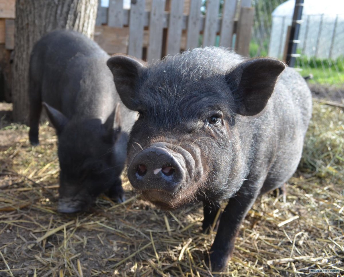 Вьетнамская свинья
