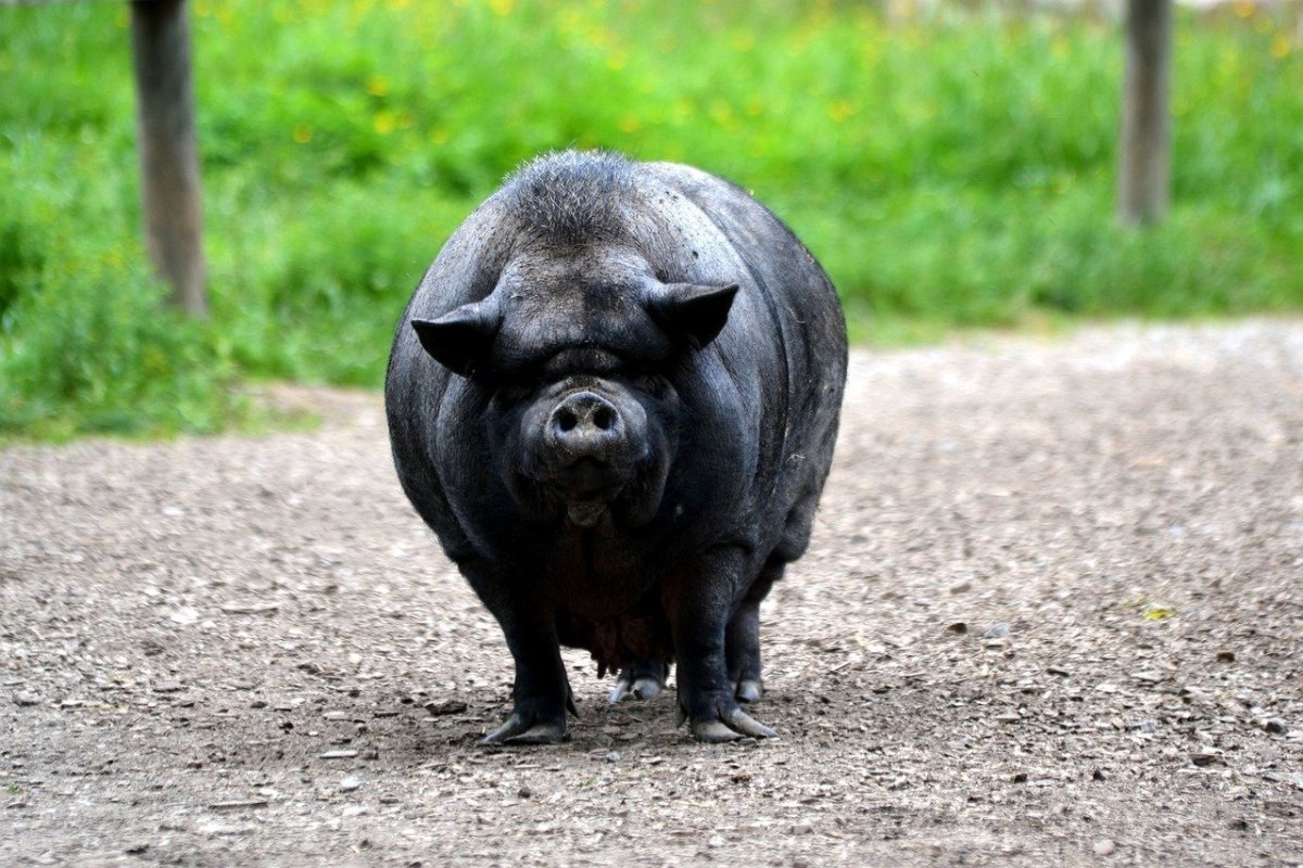 Черная свинья