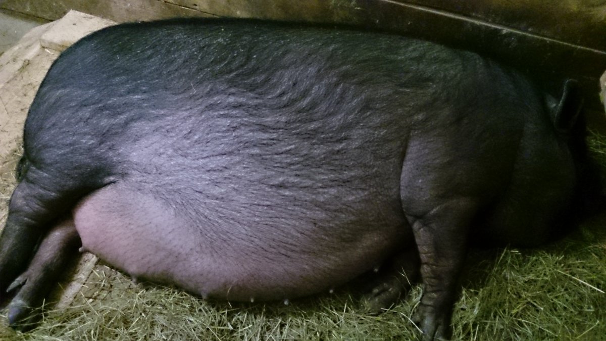 Порода свиней с коротким хвостом