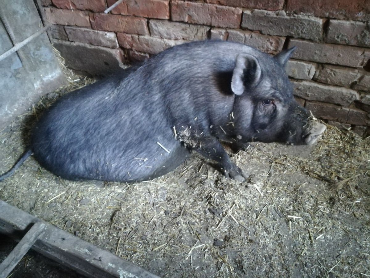 Вьетнамские вислобрюхие поросята белые