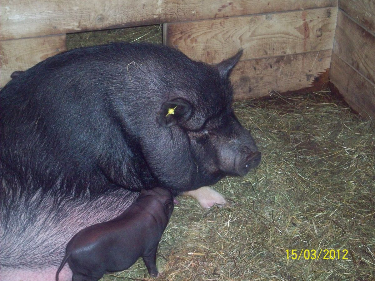 Вьетнамских поросят в городе Тольятти