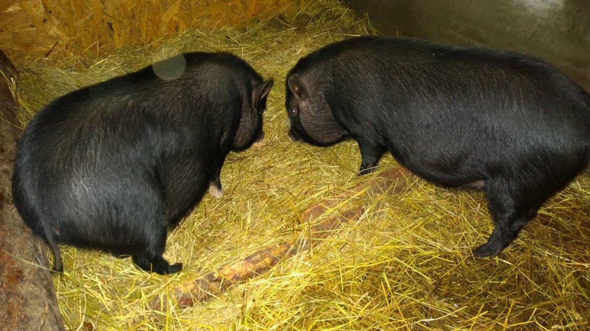 Вьетнамская вислобрюхая бекон