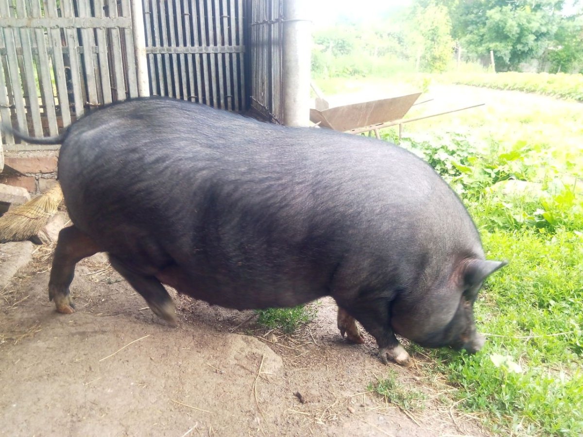 Супоросная Вьетнамская Свинка