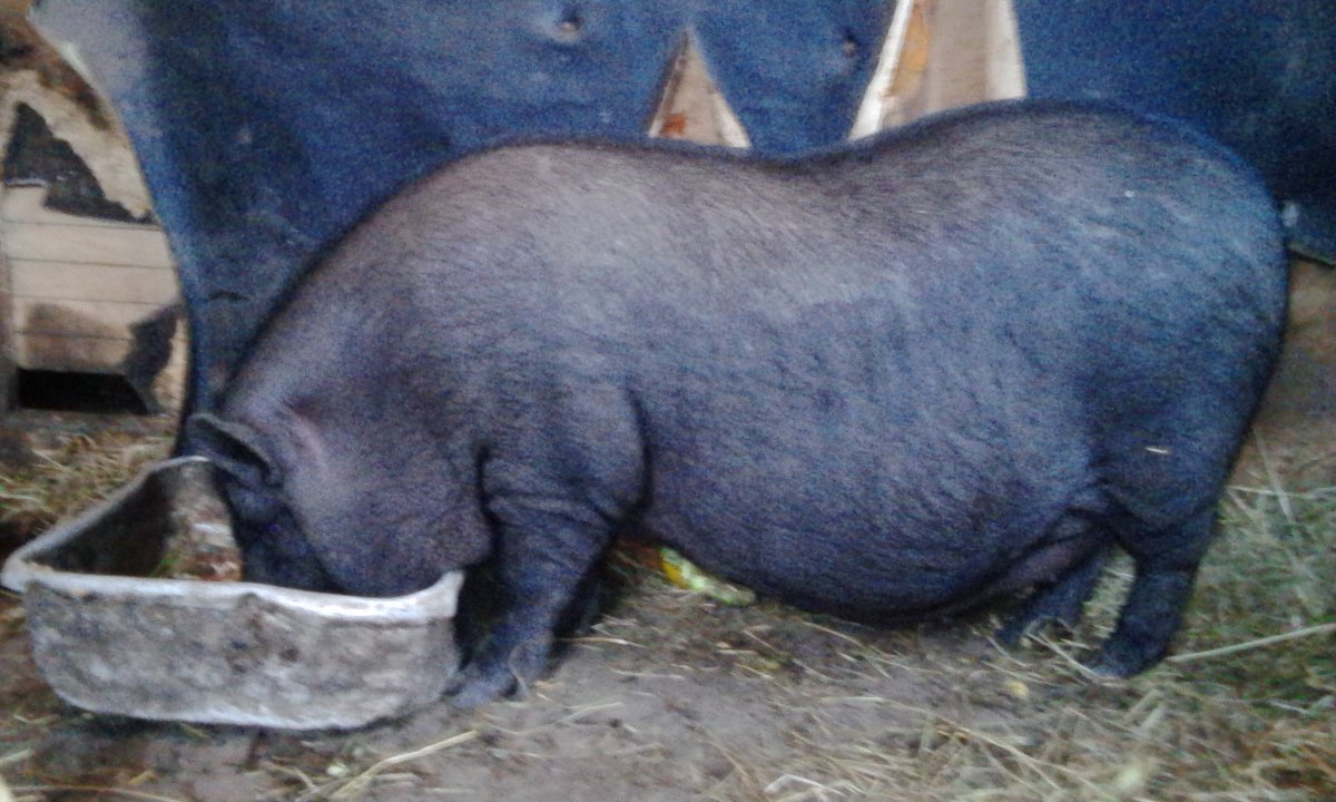 Супоросная Вьетнамская Свинка