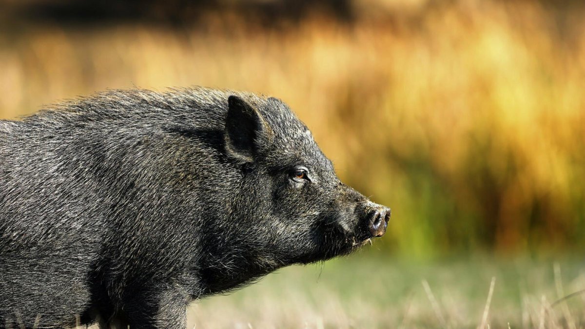 Черная свинья с хохолком