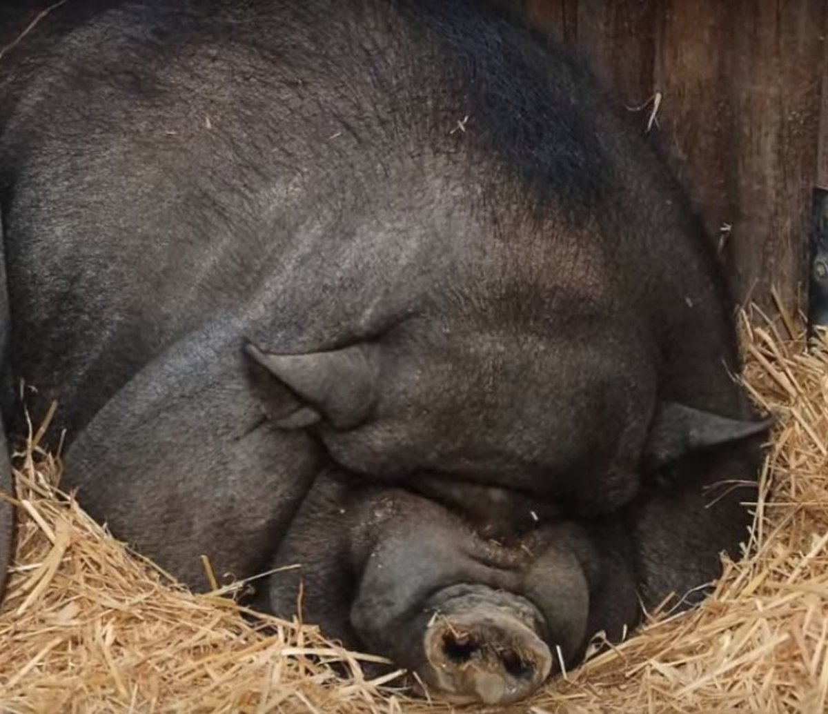 Вьетнамская черная свинья