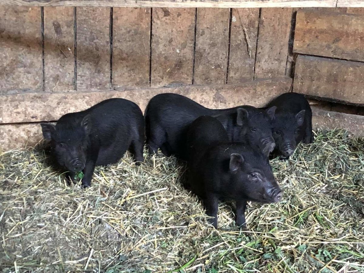 ЭКОФЕРМЫ вьетнамские свиньи