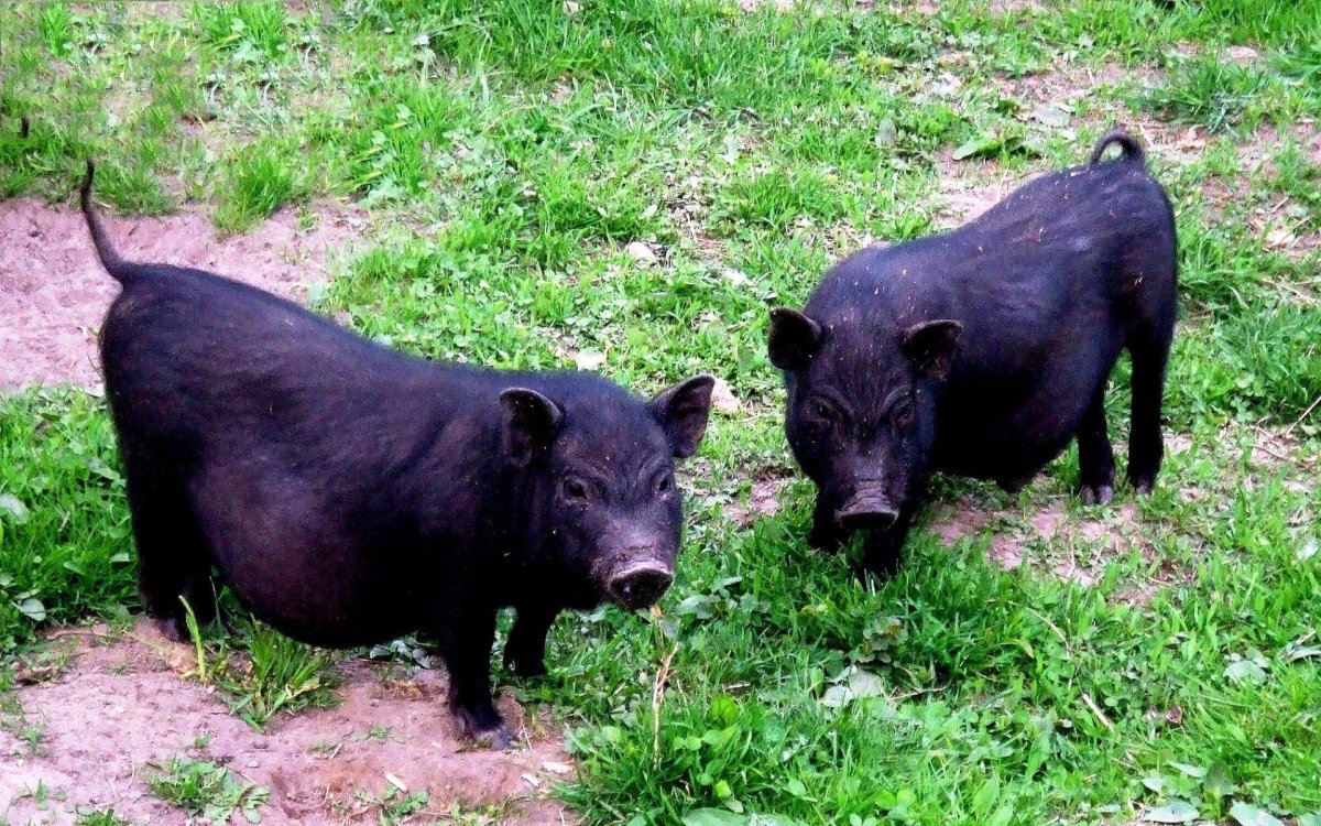 Вьетнамский декоративный поросенок