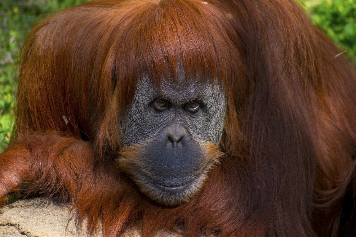 Обезьяна с волосами