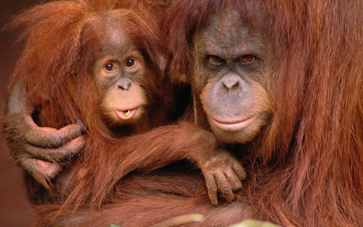 Девушка похожая на обезьяну