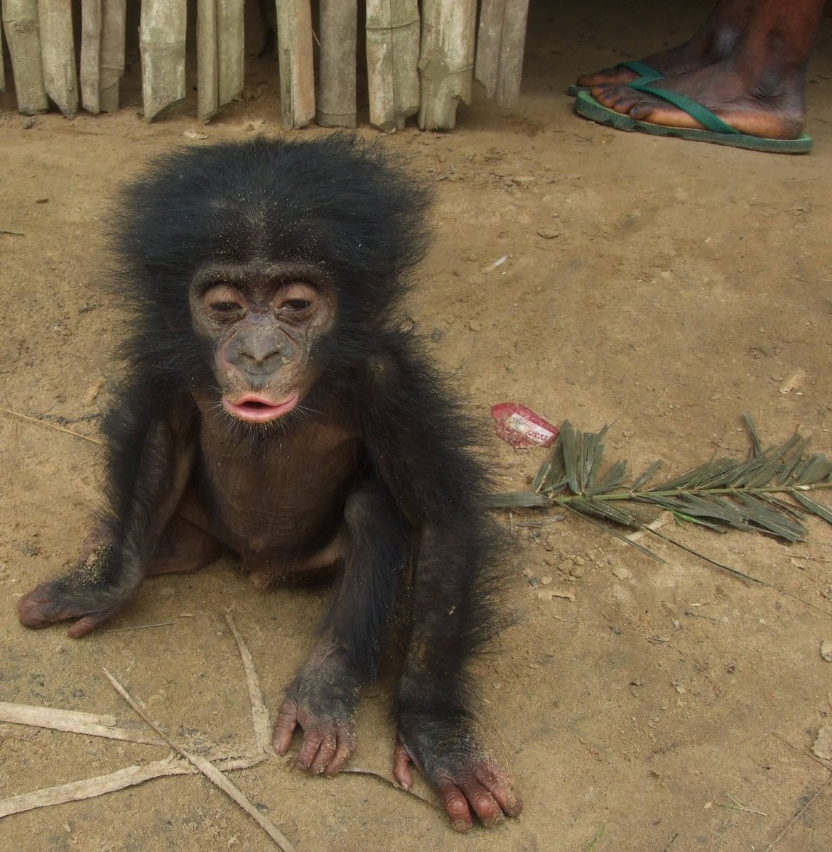 Обезьяна с синдромом Дауна