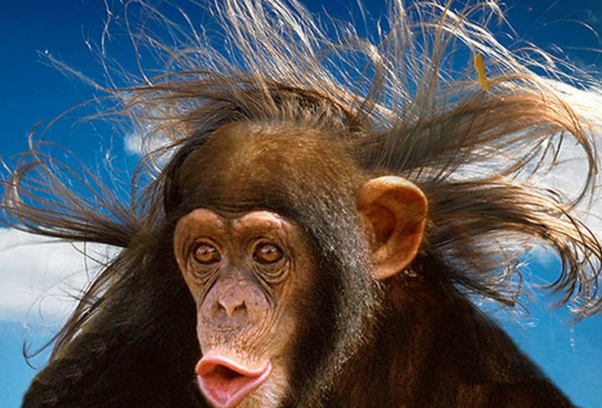 Лохматая обезьяна