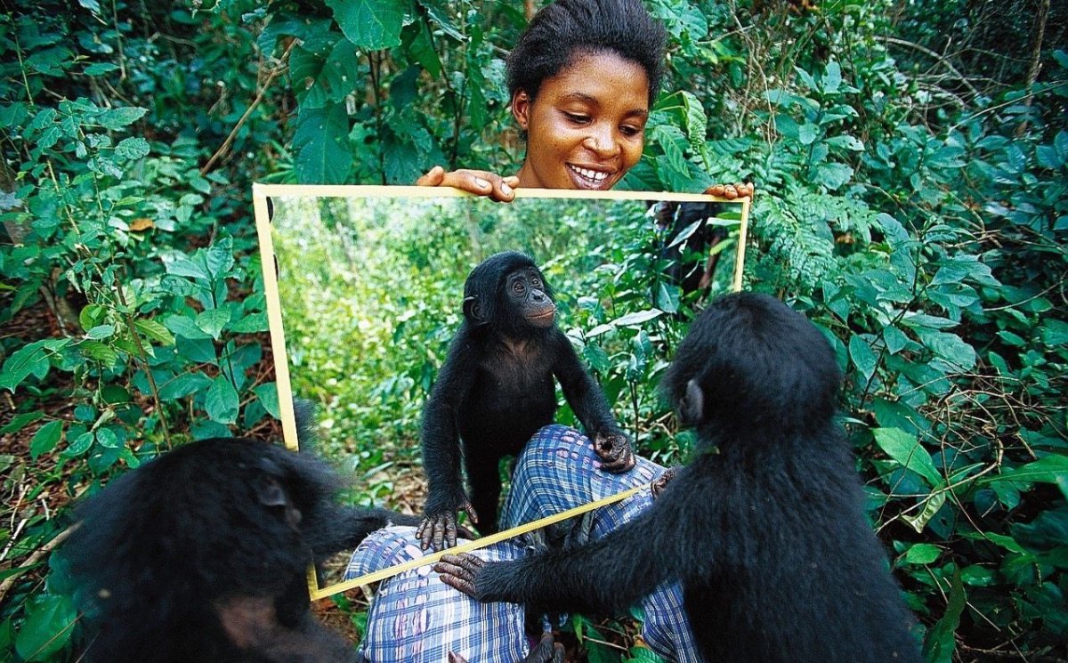 Обезьяна в отражении