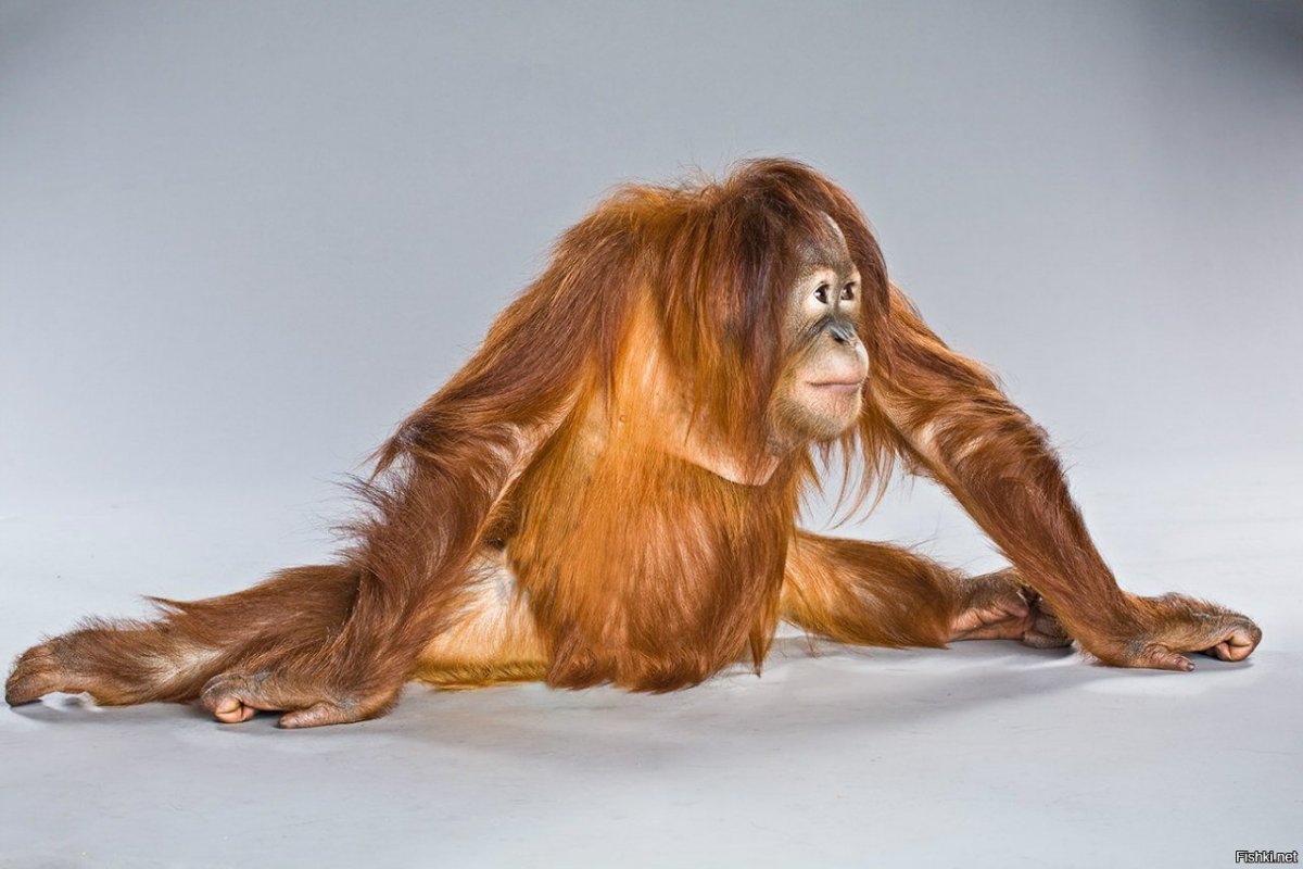 Обезьяна на шпагате