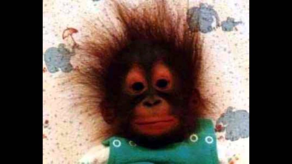 Обезьяна с растрепанными волосами