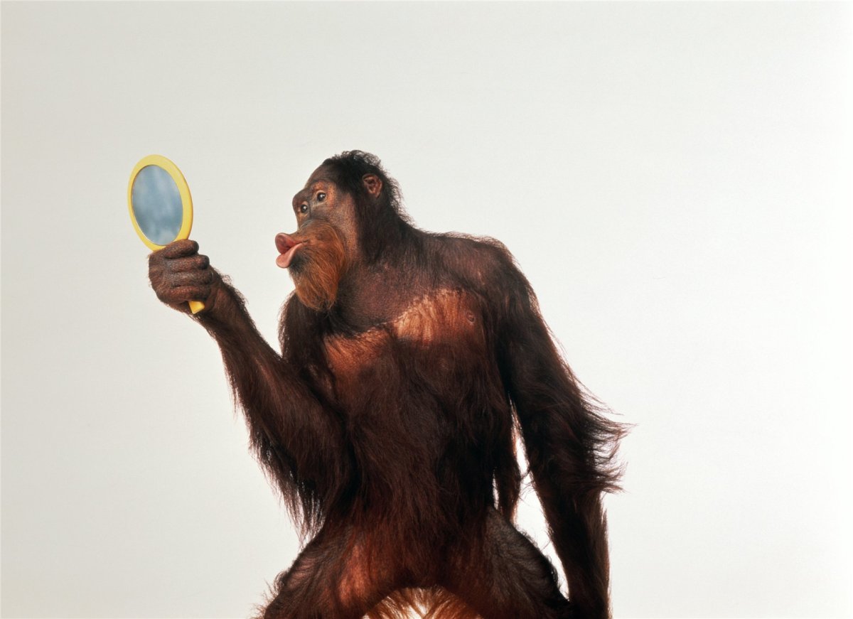 Обезьяна перед зеркалом