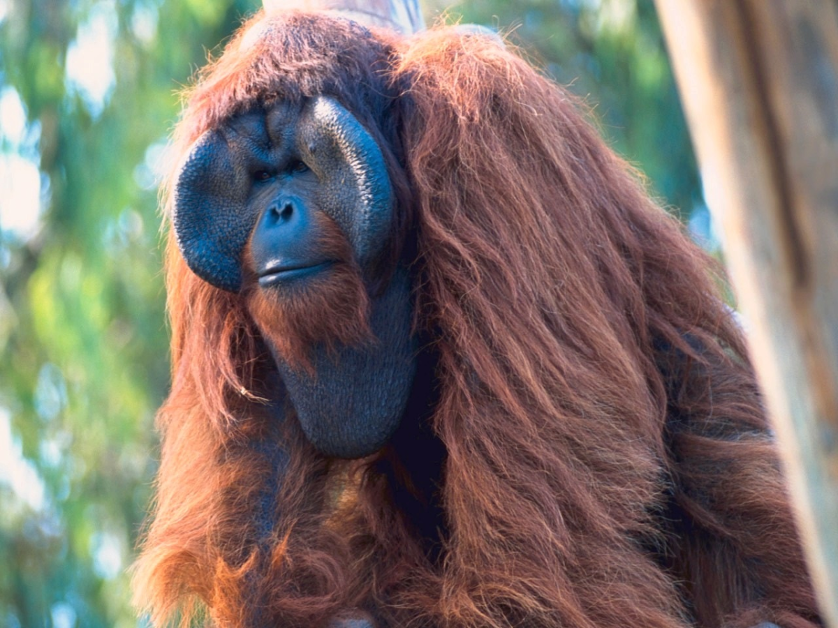 Обезьяна породы орангутанг