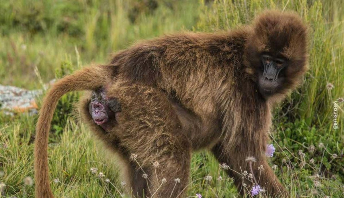 Мохнатая мартышка