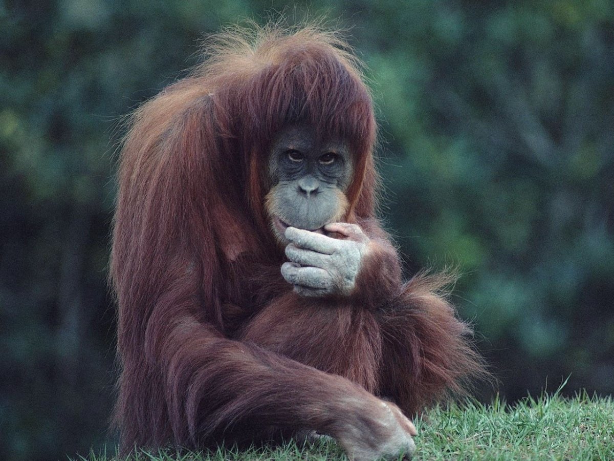 Обезьяна с челкой