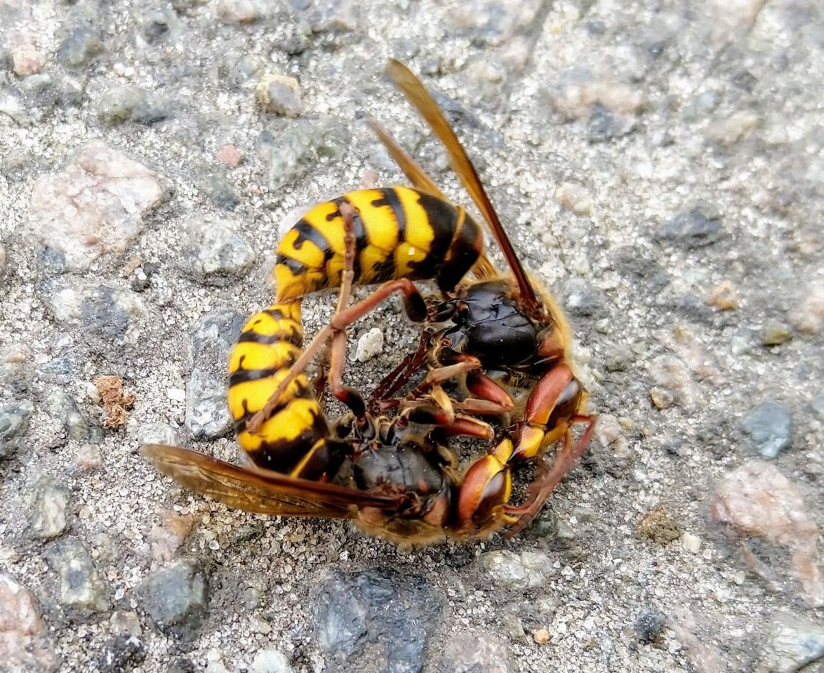 Королевский Шершень