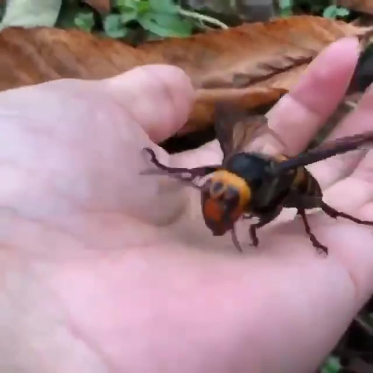 Vespa mandarinia гигантский азиатский Шершень